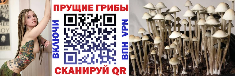 Купить Сортавала Псилоцибиновые грибы Cubensis